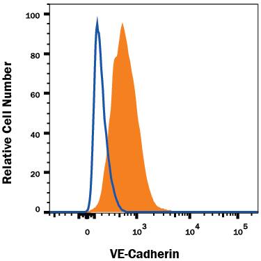 bEnd.3 mouse endothelioma cell line was stained with Rat Anti-Mouse VE-Cadherin Monoclonal Antibody (Catalog # MAB1002, filled histogram) or isotype control antibody (Catalog # MAB0061, open histogram), followed by Phycoerythrin-conjugated Anti-Rat IgG Secondary Antibody (Catalog # F0105B). View our protocol for Staining Membrane-associated Proteins.
