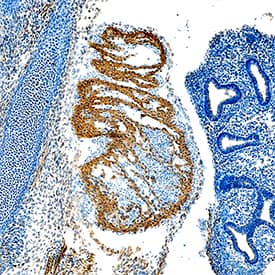 Immunohistochemistry VEGF-D Antibody [Unconjugated]