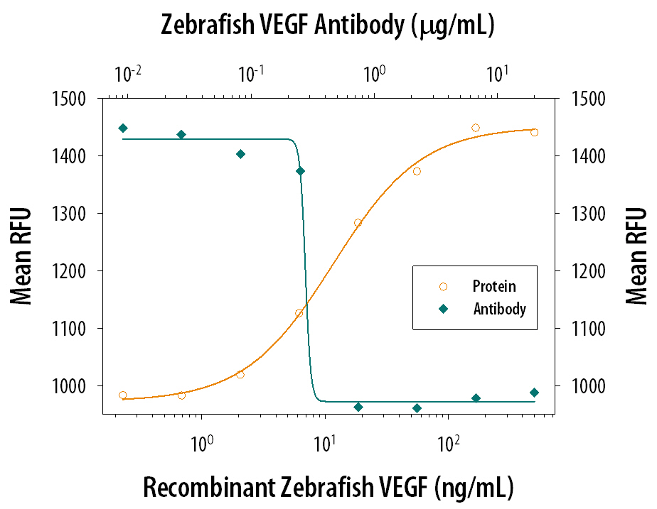 Recombinant Zebrafish VEGF165(Catalog # 1247-ZV) stimulates proliferation in HUVEC human umbilical vein endothelial cells in a dose-dependent manner (orange line). Proliferation elicited by Recombinant Zebrafish VEGF165(80 ng/mL) is neutralized (green line) by increasing concentrations of Goat Anti-Zebrafish VEGF Antigen Affinity-purified Polyclonal Antibody (Catalog # AF1247). The ND50 is typically 0.3-0.6 µg/mL.