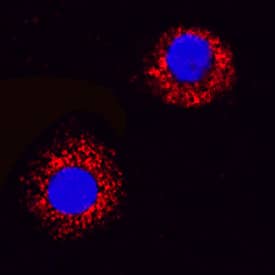VEGF was detected in immersion fixed canine peripheral blood mononuclear cells (PBMCs) using Goat Anti-Canine VEGF 164 Antigen Affinity-purified Polyclonal Antibody (Catalog # AF1603) at 15 µg/mL for 3 hours at room temperature. Cells were stained using the NorthernLights™ 557-conjugated Anti-Goat IgG Secondary Antibody (red; Catalog # NL001) and counterstained with DAPI (blue). Specific staining was localized to cell secretion. View our protocol for Fluorescent ICC Staining of Non-adherent Cells.