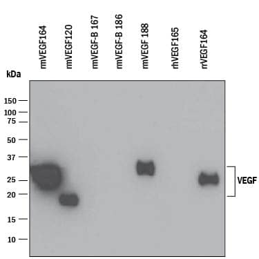 Western blot shows 25 ng of Recombinant Human VEGF165(Catalog # 293-VE), Recombinant Mouse VEGF164(Catalog # 493-MV), Recombinant Mouse VEGF120(Catalog # 494-VE), Recombinant Mouse VEGF-B167(Catalog # 2595-VE), Recombinant Mouse VEGF-B 186 (Catalog # 767-VE), Recombinant Mouse VEGF188(Catalog # 7916-MV), and Recombinant Rat VEGF164(Catalog # 564-RV). PVDF Membrane was probed with 0.1 µg/mL of Goat Anti-Mouse VEGF164Antigen Affinity-purified Polyclonal Antibody (Catalog # AF-493-NA) followed by HRP-conjugated Anti-Goat IgG Secondary Antibody (Catalog # HAF109). A specific band was detected for VEGF at approximately 18-27 kDa (as indicated). This experiment was conducted under reducing conditions and using Immunoblot Buffer Group 3.