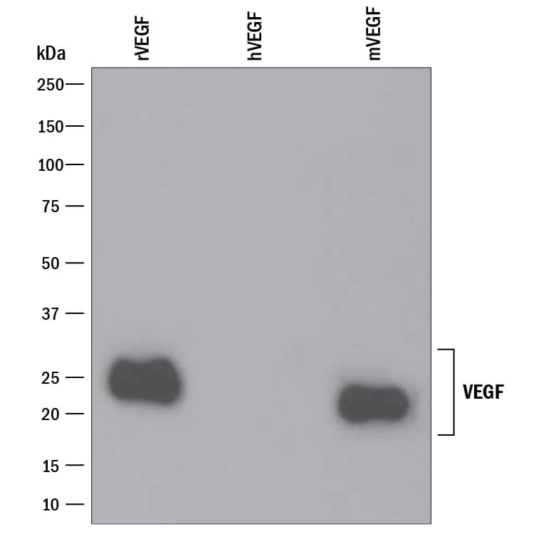 Western blot shows 25 ng of Recombinant Rat VEGF 164 (Catalog # 564-RV), Recombinant Human VEGF 165 (Catalog # 293-VE) and Recombinant Mouse VEGF 164 (Catalog # 493-MV). PVDF Membrane was probed with 0.1 µg/mL of Goat Anti-Rat VEGF 164 Antigen Affinity-purified Polyclonal Antibody (Catalog # AF564) followed by HRP-conjugated Anti-Goat IgG Secondary Antibody (Catalog # HAF109). A specific band was detected for VEGF at approximately 20-25 kDa (as indicated). This experiment was conducted under reducing conditions and using Immunoblot Buffer Group 3.This antibody does not detect natural VEGF in lysates from cell lines or tissues.