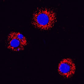 VEGF was detected in immersion fixed canine peripheral blood mononuclear cells (PBMCs) using Goat Anti-Canine VEGF 164 Biotinylated Antigen Affinity-purified Polyclonal Antibody (Catalog # BAF1603) at 15 µg/mL for 3 hours at room temperature. Cells were stained using the NorthernLights™ 557-conjugated Streptavidin (red; Catalog # NL999) and counterstained with DAPI (blue). Specific staining was localized to cytoplasm. View our protocol for Fluorescent ICC Staining of Non-adherent Cells.