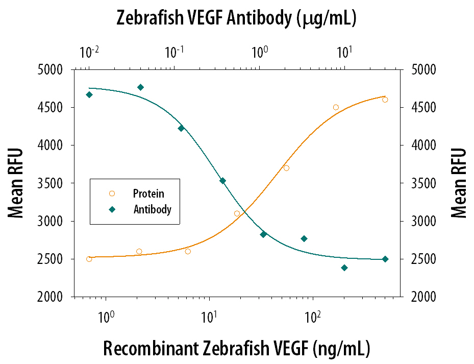 Recombinant Zebrafish VEGF165(Catalog # 1247-ZV) stimulates proliferation in HUVEC human umbilical vein endothelial cells in a dose-dependent manner (orange line). Proliferation elicited by Recombinant Zebrafish VEGF165(100 ng/mL) is neutral­lized (green line) by increasing concentrations of Mouse Anti-Zebrafish VEGF Monoclonal Antibody (Catalog # MAB1247). The ND50 is typically 0.2-0.5 µg/mL.