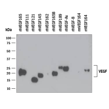 Western blot shows 25 ng of Recombinant Human VEGF165 (293-VE), Recombinant Human VEGF111 (5336-VE), Recombinant Human VEGF121, aa 207-327 (4644-VS), Recombinant Human VEGF145 (aa 27-171) (7626-VE), Recombinant Human VEGF162 (2347-VE), Recombinant Human VEGF165b (3045-VE), Recombinant Human VEGF189 (aa 27-215) (8147-VE), Recombinant Human VEGF165 Extended Isoform (9018-VE), Recombinant Human VEGF-B167 (751-VE), Recombinant Mouse VEGF164 (493-MV), and Recombinant Rat VEGF164 (564-RV). PVDF Membrane was probed with 0.1 µg/mL of Mouse Anti-Human/Primate VEGF Monoclonal Antibody (Catalog # MAB293) followed by HRP-conjugated Anti-Mouse IgG Secondary Antibody (HAF007). A specific band was detected for VEGF at approximately 15-25 kDa (as indicated). This experiment was conducted under reducing conditions and using Immunoblot Buffer Group 3.