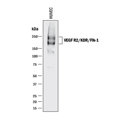 Western blot shows lysate of HUVEC human umbilical vein endothelial cells. PVDF membrane was probed with 1 µg/mL of Goat Anti-Human VEGFR2/KDR/Flk-1 Antigen Affinity-purified Polyclonal Antibody (Catalog # AF357) followed by HRP-conjugated Anti-Goat IgG Secondary Antibody (Catalog # HAF017). Specific bands were detected for VEGFR2/KDR/Flk-1 at approximately 200-250 kDa (as indicated). This experiment was conducted under reducing conditions and using Immunoblot Buffer Group 1.