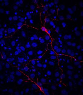 VIAAT/SLC32A1 was detected in immersion fixed 7-day differentiated rat cortical stem cells using Mouse Anti-Human VIAAT/SLC32A1 Monoclonal Antibody (Catalog # MAB6847) at 10 µg/mL for 3 hours at room temperature. Cells were stained using the NorthernLights™ 557-conjugated Anti-Mouse IgG Secondary Antibody (red; Catalog # NL007) and counterstained with DAPI (blue). Specific staining was localized to neurons. View our protocol for Fluorescent ICC Staining of Cells on Coverslips.
