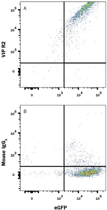 HEK293 human embryonic kidney cell line transfected with human VIP R2 and eGFP were stained with either (A) Mouse Anti-Human VIP R2 APC-conjugated Monoclonal Antibody (Catalog # FAB5416A) or (B) Mouse IgG1Allophycocyanin Isotype Control (Catalog # IC002A). View our protocol for Staining Membrane-associated Proteins.