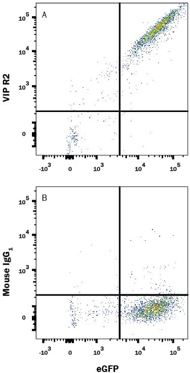 HEK293 human embryonic kidney cell line transfected with human VIP R2 and eGFP were stained with either (A) Mouse Anti-Human VIP R2 PE-conjugated Monoclonal Antibody (Catalog # FAB5416P) or (B) Mouse IgG1Phycoerythrin Isotype Control (Catalog # IC002P). View our protocol for Staining Membrane-associated Proteins.