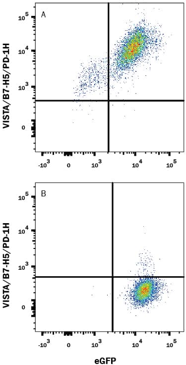 HEK293 human embryonic kidney cell line transfected with either (A) mouse VISTA or (B) irrelevant transfectants and eGFP was stained with Sheep Anti-Mouse VISTA/B7-H5/PD-1H Antigen Affinity-purified Polyclonal Antibody (Catalog # AF7005) followed by Allophycocyanin-conjugated Anti-Sheep IgG Secondary Antibody (Catalog # F0127). Quadrant markers were set based on control antibody staining (Catalog # 5-001-A). View our protocol for Staining Membrane-associated Proteins.