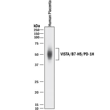 Western blot shows lysates of human placenta tissue. PVDF membrane was probed with 1 µg/mL of Sheep Anti-Human VISTA/B7-H5/PD-1H Antigen Affinity-purified Polyclonal Antibody (Catalog # AF7126) followed by HRP-conjugated Anti-Sheep IgG Secondary Antibody (Catalog # HAF016). A specific band was detected for VISTA/B7-H5/PD-1H at approximately 45-65 kDa (as indicated). This experiment was conducted under reducing conditions and using Immunoblot Buffer Group 1.