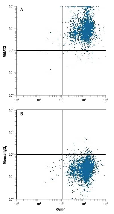 HEK293 human embryonic kidney cell line transfected with human VMAT2 and eGFP was stained with either (A) Mouse Anti-Human VMAT2 Monoclonal Antibody (Catalog # MAB8327) or (B) Mouse IgG1Isotype Control (Catalog # MAB002) followed by Allophycocyanin-conjugated Anti-Mouse IgG Secondary Antibody (Catalog # F0101B).