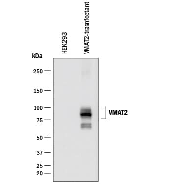 Western blot shows lysates of HEK293 human embryonic kidney cell line either mock transfected or transfected with human VMAT2. PVDF membrane was probed with 1 µg/mL of Mouse Anti-Human VMAT2 Monoclonal Antibody (Catalog # MAB8327) followed by HRP-conjugated Anti-Mouse IgG Secondary Antibody (Catalog # HAF018). A specific band was detected for VMAT2 at approximately 75-100 kDa (as indicated). This experiment was conducted under reducing conditions and using Immunoblot Buffer Group 1.