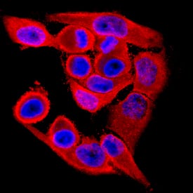 Immunocytochemistry VRK1 Antibody (1F6) [Unconjugated]