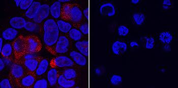 Immunocytochemistry VSIG10 Antibody (988622) [Unconjugated]