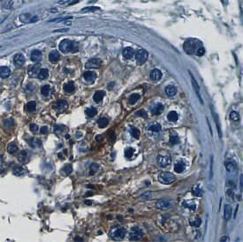 Immunohistochemistry VSIG1 Antibody (771506) [Unconjugated]