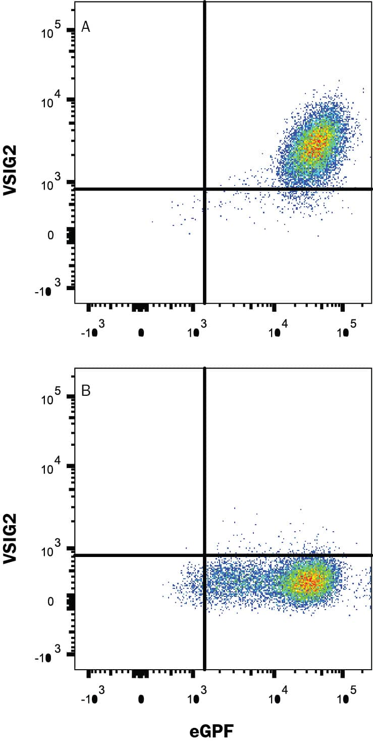 HEK293 human embryonic kidney cell line transfected with (A) human VSIG2 or (B) irrelevant transfectants and eGFP was stained with Mouse Anti-Human VSIG2 Monoclonal Antibody (Catalog # MAB51771) followed by APC-conjugated Anti-Mouse IgG Secondary Antibody (Catalog # F0101B). Quadrant markers were set based on control antibody staining (Catalog # MAB002). View our protocol for Staining Membrane-associated Proteins.