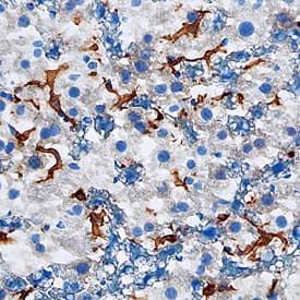 VSIG4 was detected in perfusion fixed frozen sections of mouse liver using Goat Anti-Mouse VSIG4 Antigen Affinity-purified Polyclonal Antibody (Catalog # AF4674) at 1.7 µg/mL overnight at 4 °C. Tissue was stained using the Anti-Goat HRP-DAB Cell & Tissue Staining Kit (brown; Catalog # CTS008) and counterstained with hematoxylin (blue). Specific staining was localized to Kuppfer cells. View our protocol for Chromogenic IHC Staining of Frozen Tissue Sections.