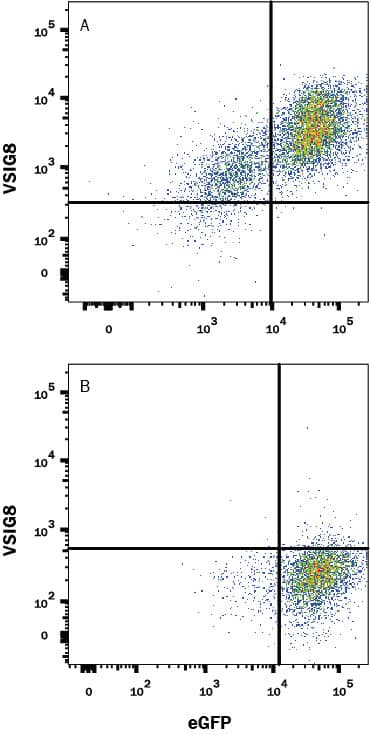 HEK293 human embryonic kidney cell line transfected with either (A) human VSIG8 or (B) irrelevant transfectants and eGFP was stained with Mouse Anti-Human VSIG8 PE-conjugated Monoclonal Antibody (Catalog # FAB9418P). Quadrant markers were set based on control antibody staining (Catalog # IC002P). View our protocol for Staining Membrane-associated Proteins.