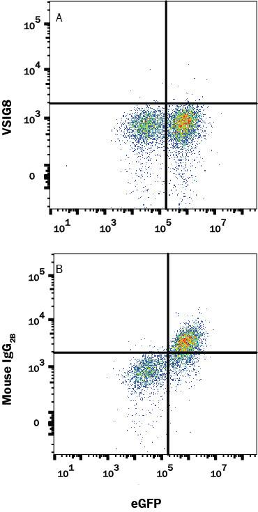 In a functional flow cytometry test, recombinant human VISTA/B7-H5 (20 ng/mL, Catalog # 7126-B7) binds to HEK293 human embryonic kidney cell line transfected with human VSIG8 and eGFP. (A) Binding is completely blocked by 2.5 µg/mL of Mouse Anti-Human VSIG8 Monoclonal Antibody (Catalog # MAB94182) but not by (B) Mouse IgG2B Isotype Control (Catalog # MAB0041). Binding of recombinant human B7-H5/VISTA on cells is detected with anti-Human IgG Fc APC-conjugated Monoclonal Antibody (Catalog # FAB110A).