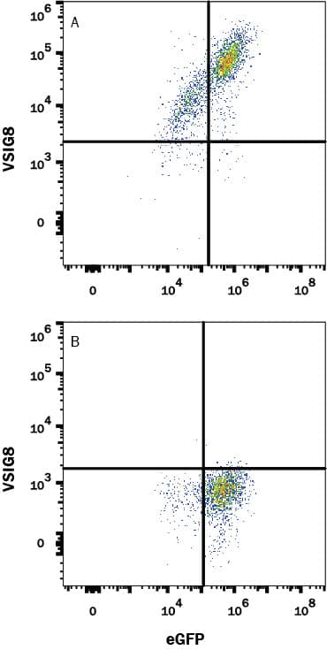 HEK293 human embryonic kidney cell line transfected with either (A) human VSIG8 or (B) irrelevant transfectants and eGFP was stained with Mouse Anti-Human VSIG8 Monoclonal Antibody (Catalog # MAB94182) followed by Allophycocyanin-conjugated Anti-Mouse IgG Secondary Antibody (Catalog # F0101B). Quadrant markers were set based on control antibody staining (Catalog # MAB0041). View our protocol for Staining Membrane-associated Proteins.