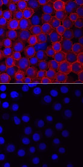 Immunocytochemistry Vav-1 [p Tyr160] Antibody (751411) [Unconjugated]