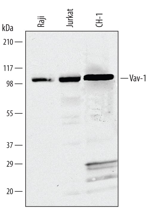Western blot shows lysates of Raji human Burkitt's lymphoma cell line, Jurkat human acute T cell leukemia cell line, and CH-1 mouse B cell lymphoma cell line. PVDF Membrane was probed with 1 µg/mL of Mouse Anti-Human/Mouse Vav-1 Monoclonal Antibody (Catalog # MAB3786) followed by HRP-conjugated Anti-Mouse IgG Secondary Antibody (Catalog # HAF007). A specific band was detected for Vav-1 at approximately 110 kDa (as indicated). This experiment was conducted under reducing conditions and using Immunoblot Buffer Group 10.