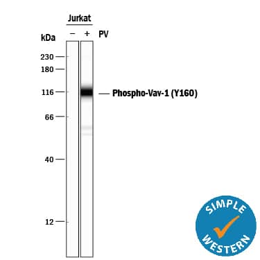 Simple Western Vav-1 [p Tyr160] Antibody (751411) [Unconjugated]