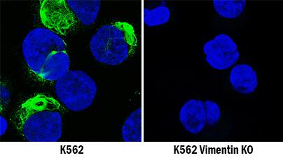 <b>Genetic Strategies Validation. </b>Vimentin was detected in immersion fixed K562 human chronic myelogenous leukemia cell line but is not detected in Vimentin knockout (KO) K562 Human Cell Line cell line using Goat Anti-Human/Mouse/Rat Vimentin Antigen Affinity-purified Polyclonal Antibody (Catalog # AF2105) at 5 µg/mL for 3 hours at room temperature. Cells were stained using the NorthernLights™ 493-conjugated Anti-Goat IgG Secondary Antibody (green; Catalog # NL003) and counterstained with DAPI (blue). Specific staining was localized to cytoplasm. Staining was performed using our Fluorescent ICC Staining of Non-adherent Cells protocol.