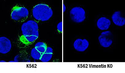 <b>Genetic Strategies Validation. </b>Vimentin was detected in immersion fixed K562 human chronic myelogenous leukemia cell line but is not detected in Vimentin knockout (KO) K562 Human Cell Line cell line using Mouse Anti-Human/Mouse/Rat Vimentin Monoclonal Antibody (Catalog # MAB21052) at 5 µg/mL for 3 hours at room temperature. Cells were stained using the NorthernLights™ 493-conjugated Anti-Mouse IgG Secondary Antibody (green; Catalog # NL009) and counterstained with DAPI (blue). Specific staining was localized to cytoplasm. View our protocol for Fluorescent ICC Staining of Non-adherent Cells.