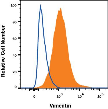 A172 human glioblastoma cell line was stained with Rat Anti-Human/Mouse/Rat Vimentin Monoclonal Antibody (Catalog # MAB2105, filled histogram) or isotype control antibody (Catalog # MAB006, open histogram) followed by anti-Rat IgG PE-conjugated secondary antibody (Catalog # F0105B). To facilitate intracellular staining, cells were fixed with Flow Cytometry Fixation Buffer (Catalog # FC004) and permeabilized with Flow Cytometry Permeabilization/Wash Buffer I (Catalog # FC005). View our protocol for Staining Intracellular Molecules.