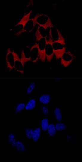 Vinculin was detected in immersion fixed HeLa human cervical epithelial carcinoma cell line using Mouse Anti-Human Vinculin Monoclonal Antibody (Catalog # MAB68961) at 10 µg/mL for 3 hours at room temperature. Cells were stained using the NorthernLights™ 557-conjugated Anti-Mouse IgG Secondary Antibody (red, upper panel; Catalog # NL007) and counterstained with DAPI (blue, lower panel). Specific staining was localized to cytoplasm. View our protocol for Fluorescent ICC Staining of Cells on Coverslips.