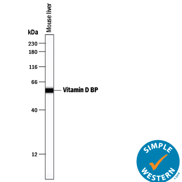 Simple Western Vitamin D BP Antibody [Unconjugated]