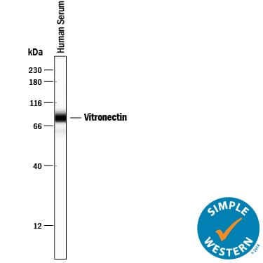 Simple Western lane view shows human serum, loaded at a 1:300 dilution. A specific band was detected for Vitronectin at approximately 76 kDa (as indicated) using 1 µg/mL of Goat Anti-Human Vitronectin Antigen Affinity-purified Polyclonal Antibody (Catalog # AF2349) followed by 1:50 dilution of HRP-conjugated Anti-Goat IgG Secondary Antibody (Catalog # HAF109). This experiment was conducted under reducing conditions and using the 12-230 kDa separation system.