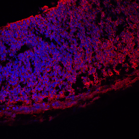 Immunohistochemistry Vitronectin Antibody (347317) [Unconjugated]