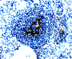 WISP-1/CCN4 was detected in immersion fixed frozen sections of mouse embryo (13 d.p.c.) using 15 µg/mL Sheep Anti-Mouse WISP-1/CCN4 Antigen Affinity-purified Polyclonal Antibody (Catalog # AF1680) overnight at 4 °C. Tissue was stained with the Anti-Sheep HRP-DAB Cell & Tissue Staining Kit (brown; Catalog # CTS019) and counterstained with hematoxylin (blue). Specific labeling was localized to developing epithelial cells in duodenum. View our protocol for Chromogenic IHC Staining of Frozen Tissue Sections.
