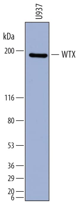 Western blot shows lysates of U937 human histiocytic lymphoma cell line. PVDF membrane was probed with 1 µg/mL of Mouse Anti-Human WTX Monoclonal Antibody (Catalog # MAB7374) followed by HRP-conjugated Anti-Mouse IgG Secondary Antibody (Catalog # HAF007). A specific band was detected for WTX at approximately 190 kDa (as indicated). This experiment was conducted under reducing conditions and using Immunoblot Buffer Group 1.
