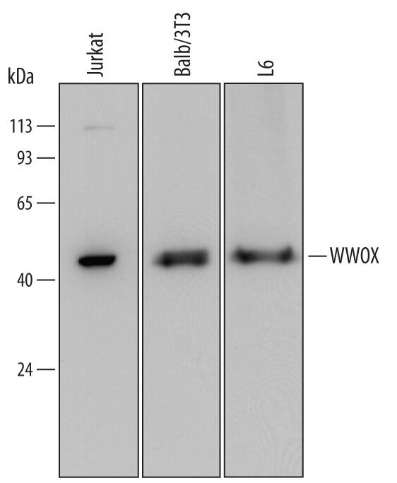 Western blot shows lysates of Jurkat human acute T cell leukemia cell line, Balb/3T3 mouse embryonic fibroblast cell line, and L6 rat myoblast cell line. PVDF Membrane was probed with 0.5 µg/mL of Sheep Anti-Human/Mouse/Rat WWOX Antigen Affinity-purified Polyclonal Antibody (Catalog # AF6399) followed by HRP-conjugated Anti-Sheep IgG Secondary Antibody (Catalog # HAF016). A specific band was detected for WWOX at approximately 46 kDa (as indicated). This experiment was conducted under reducing conditions and using Immunoblot Buffer Group 2.