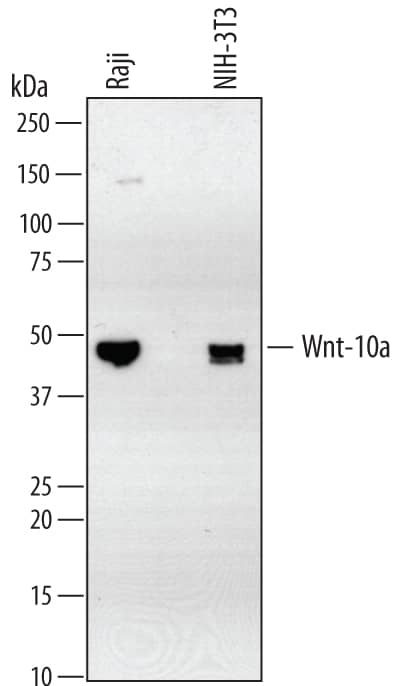 Western Blot Wnt-10a Antibody (342811)