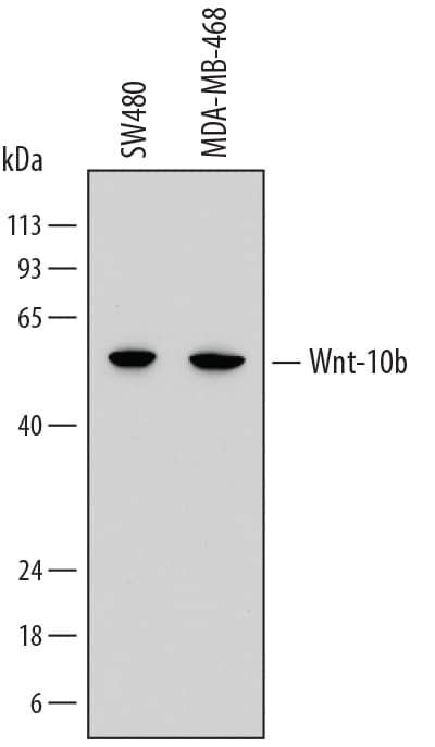 Western Blot Wnt-10b Antibody (793127) [Unconjugated]