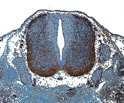 Wnt-1 was detected in immersion fixed frozen sections of mouse embryonic spinal cord (13 d.p.c.) using 15 µg/mL Goat Anti-Mouse Wnt-1 Antigen Affinity-purified Polyclonal Antibody (Catalog # AF1620) overnight at 4 °C. Tissue was stained with the Anti-Goat HRP-DAB Cell & Tissue Staining Kit (brown; Catalog # CTS008) and counterstained with hematoxylin (blue). View our protocol for Chromogenic IHC Staining of Frozen Tissue Sections.