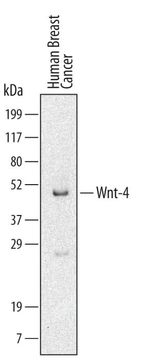 Western Blot Wnt-4 Antibody (55025) [Unconjugated]