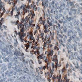 Immunohistochemistry Wnt-4 Antibody (55010) [Unconjugated]