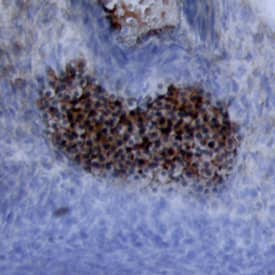 Wnt-5a was detected in immersion fixed frozen sections of mouse embryo using Mouse/Rat Wnt-5a Antigen Affinity-purified Polyclonal Antibody (Catalog # AF645) at 15 µg/mL overnight at 4 °C. Tissue was stained using the Anti-Goat HRP-DAB Cell & Tissue Staining Kit (brown; CTS008) and counterstained with hematoxylin (blue). View our protocol for Chromogenic IHC Staining of Frozen Tissue Sections.