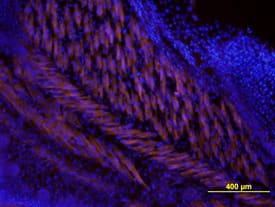 Wnt-5a was detected in immersion fixed frozen sections of mouse embryo using Human/Mouse Wnt-5a Monoclonal Antibody (Catalog # MAB645) at 10 µg/mL overnight at 4 °C. Tissue was stained using the NorthernLights™ 557-conjugated Anti-Rat IgG Secondary Antibody (orange; Catalog # NL013) and counter-stained with DAPI (blue). View our protocol for Fluorescent IHC Staining of Frozen Tissue Sections.