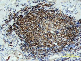 Immunohistochemistry Wnt-6 Antibody