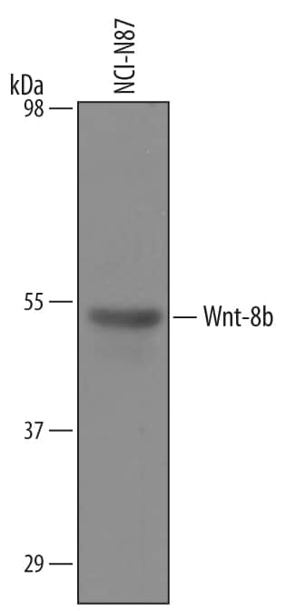 Western Blot Wnt-8b Antibody