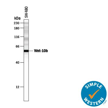 Simple Western Wnt-10b Antibody (793127) [Unconjugated]