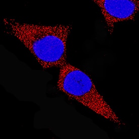 Immunocytochemistry Wnt-16b Antibody (948309) [Unconjugated]