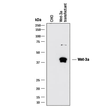 Western Blot Wnt-3a Antibody (217804.2R) [Unconjugated]